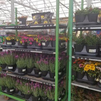 Lowe's Home Improvement - Plants for sale - Nurseries & Gardening Near Me - Las Vegas, Nevada Lowe's Home Improvement - Plants for sale - Nurseries & Gardening Near Me - Las Vegas, Nevada