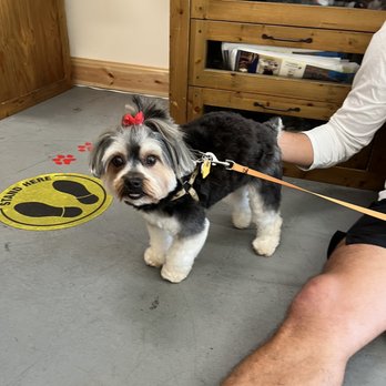 Lovely Pets - Lovely pets did such a wonderful job on my two dogs! Will definitely be going back. - Pet Groomers Near Me - Miami, Florida Lovely Pets - Lovely pets did such a wonderful job on my two dogs! Will definitely be going back. - Pet Groomers Near Me - Miami, Florida
