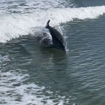 Eco Endeavors - Dolphin - Boat Tours Near Me - Goodland, Florida