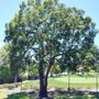 Photo of Red Hill Tree Service