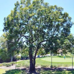 Red Hill Tree Service - RED HILL TREE SERVICE INC
