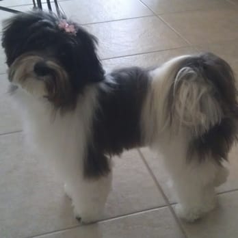 Posh Paws Mobile Grooming - Nala after her groom. - Pet Groomers Near Me Posh Paws Mobile Grooming - Nala after her groom. - Pet Groomers Near Me
