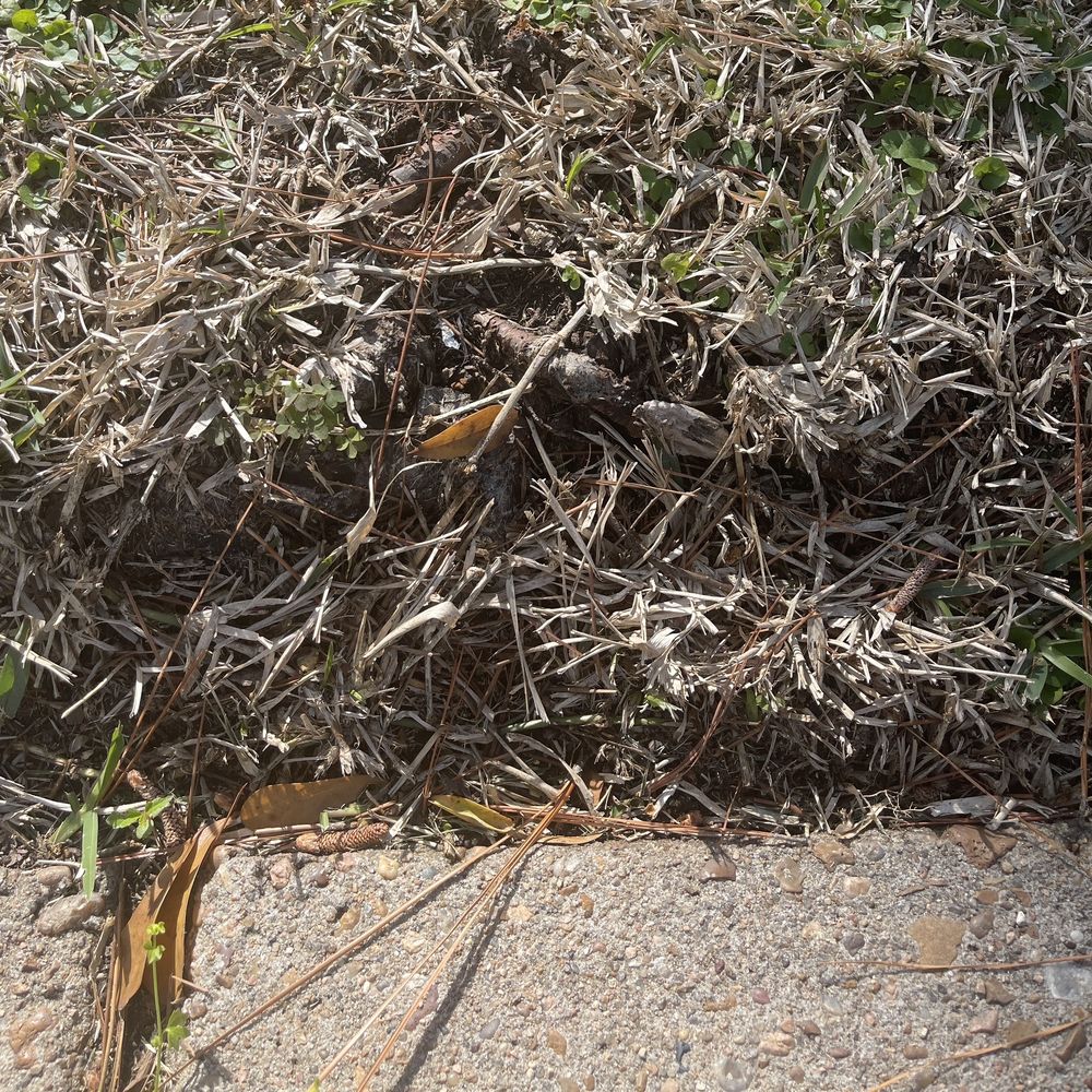 Surface roots against my driveway to be removed