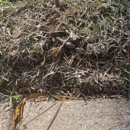 Surface roots against my driveway to be removed Surface roots against my driveway to be removed