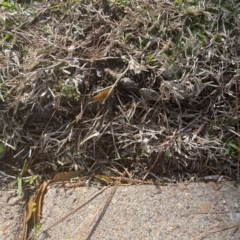 C.I.R Tree Service - Surface roots against my driveway to be removed - Tree Services Near Me - Houston, Texas C.I.R Tree Service - Surface roots against my driveway to be removed - Tree Services Near Me - Houston, Texas