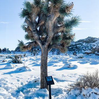 Barker Dam Trail - Hiking Near Me - Joshua Tree, California