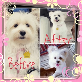 Elite Paw Spa - Before and After spa day! - Pet Groomers Near Me - Mesa, Arizona