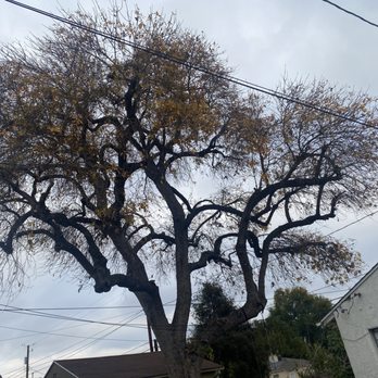 Cali Green Tree Experts - After the trim - Tree Services Near Me