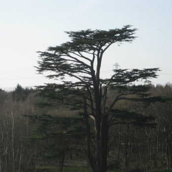 Painshill Park - An awesome tree - Parks Near Me - Cobham, SRY