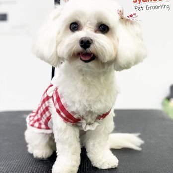 Sydnee’s Pet Grooming - Pet Groomers Near Me - Oceanside, California Sydnee’s Pet Grooming - Pet Groomers Near Me - Oceanside, California