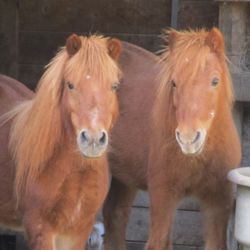 Ellie May's Farm & Pet Sitting Service