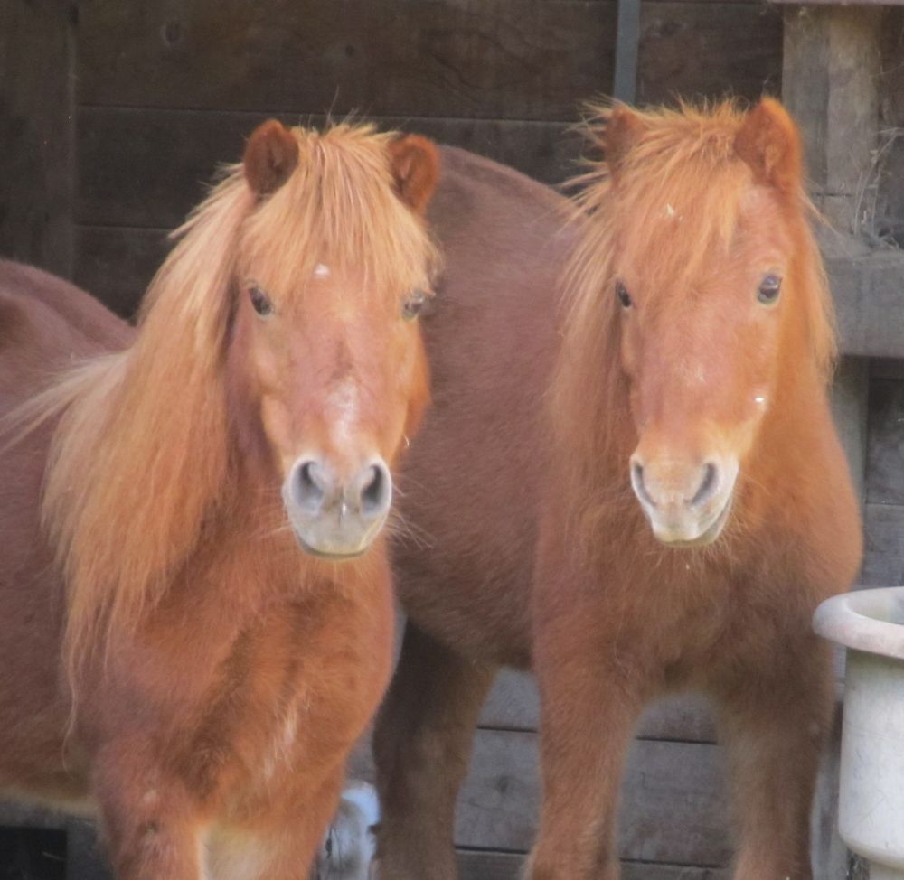Ellie May's Farm & Pet Sitting Service - pet boarding facility in Lebanon, OH