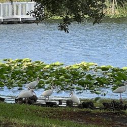 Royal Palm Park