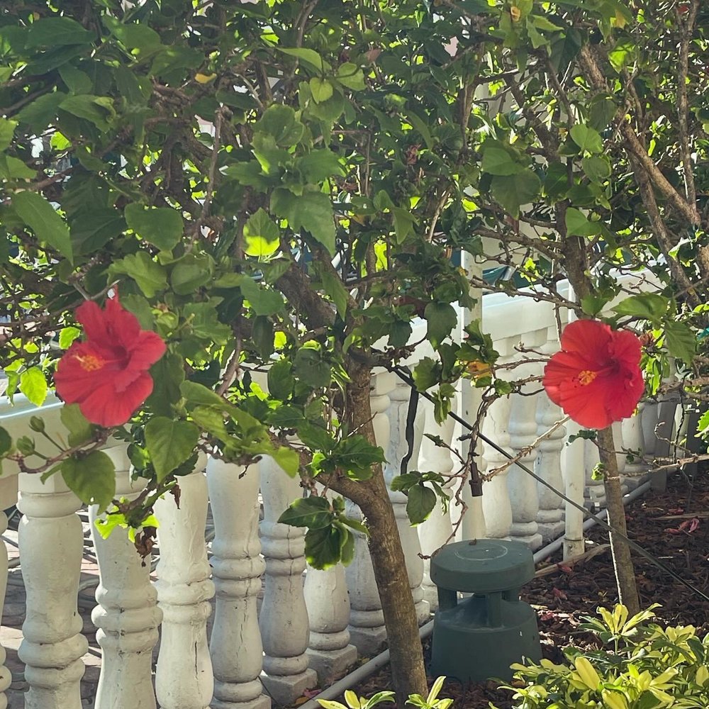 The Don CeSar - Resorts Near Me - St. Pete Beach, Florida
