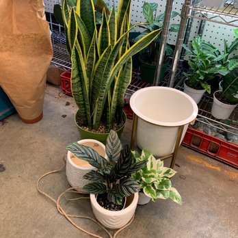 Rainbow - Nurseries & Gardening Near Me - Rosemead, California Rainbow - Nurseries & Gardening Near Me - Rosemead, California