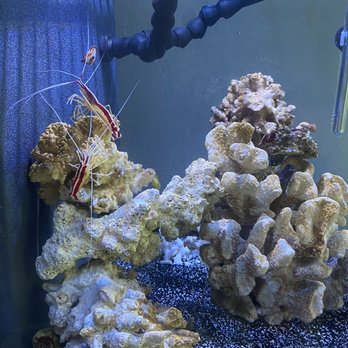 Reef Tropical Fish - All purchased livestock - Local Fish Stores Near Me - Anaheim, California Reef Tropical Fish - All purchased livestock - Local Fish Stores Near Me - Anaheim, California