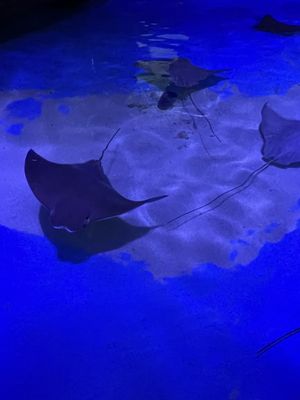 Clearwater Marine Aquarium by null