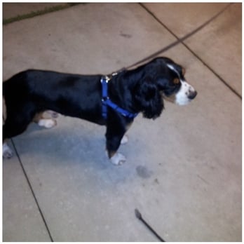Groomin' Gaby - My dog pingo - Pet Groomers Near Me Groomin' Gaby - My dog pingo - Pet Groomers Near Me