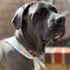 Pet Suites gift card
