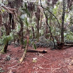 Sherwood Forest Park