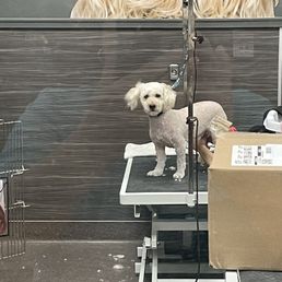 How Much is Dog Grooming at Pet Supplies Plus: Affordable Rates Revealed