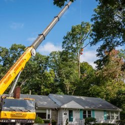 Walnut Tree Service