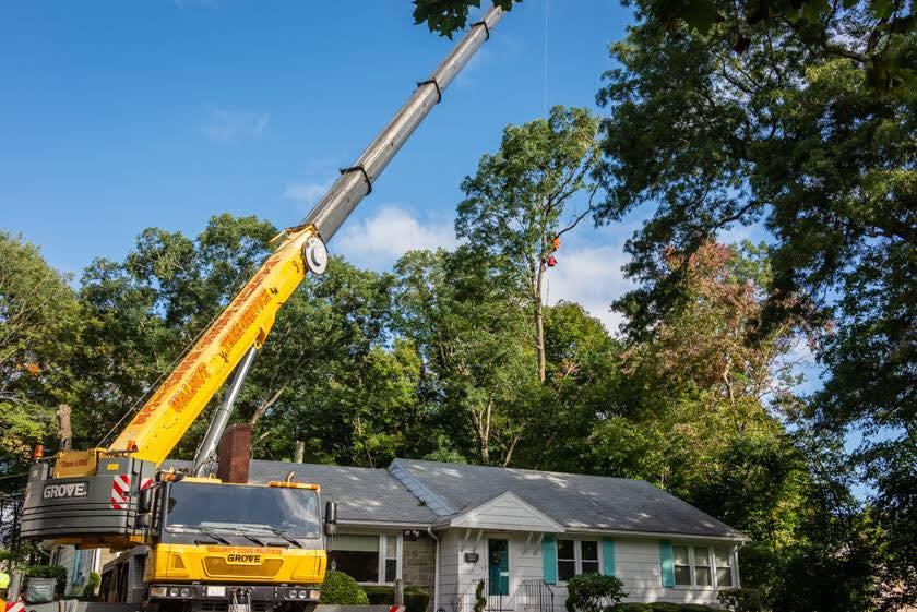 Walnut Tree Service - tree service in Stoughton, MA