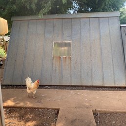 Chicken