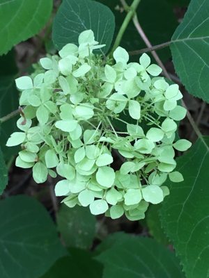 Clifford Park by null