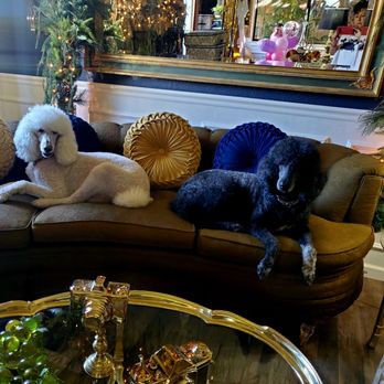 Peludito's - Pet Groomers Near Me - Napa, California
