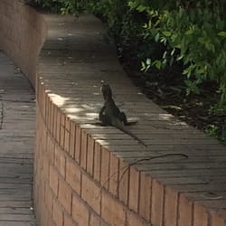 Darling Quarter - Just Chillin' Reptillin'