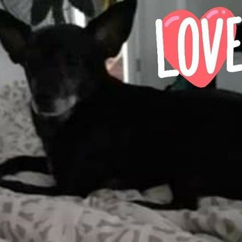 PetSmart - My doggie Cocoa after bath and trim Amazing job thank you - Pet Stores Near Me - Sacramento, California