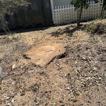 Jimmy Tree - Tree Services Near Me
