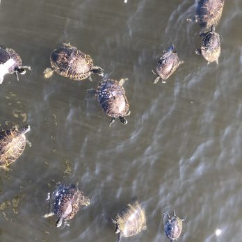 Crane's Roost Park - Turtles! - Parks Near Me - Altamonte Springs, Florida Crane's Roost Park - Turtles! - Parks Near Me - Altamonte Springs, Florida