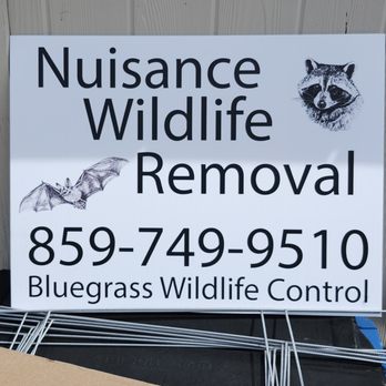 Bluegrass Wildlife control - Wildlife Control Near Me Bluegrass Wildlife control - Wildlife Control Near Me