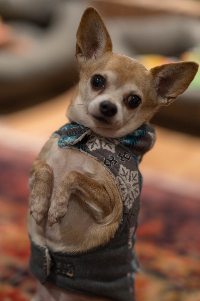 Five Pups Doggy Daycare - pet boarding facility in Indian Head, MD