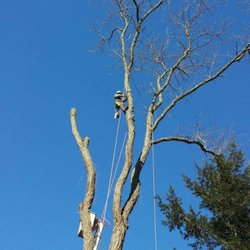 Lasky Enterprises - 90'-100' tall locust. Fun climb in the cold.