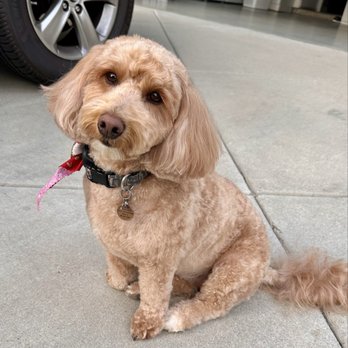 Sham-Paws Self Serve Dog Wash - Pet Groomers Near Me - Placentia, California Sham-Paws Self Serve Dog Wash - Pet Groomers Near Me - Placentia, California
