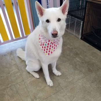 Happy Pet Grooming - My dog after she's all done with a cute bandana! Lady said she rinsed her twice. - Pet Groomers Near Me - Anaheim, California