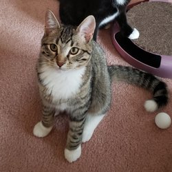Greenfield Police Department - "Archie" (name at birth "Honey"} Lost 7/1/25 from 4554 W. Clayton Crest; Greenfield; Contact (414)421-7454