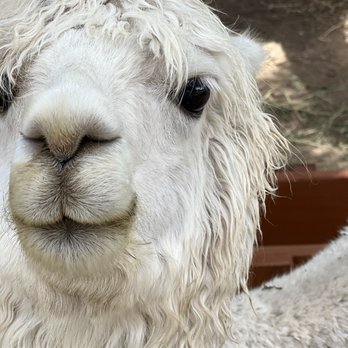 Canzelle Alpacas - Farms Near Me - Carpinteria, California