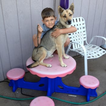California Carolina Dogs - Pet Breeders Near Me - Vallejo, California California Carolina Dogs - Pet Breeders Near Me - Vallejo, California