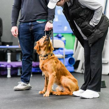 Kathy Santo Dog Training - Dog Walkers Near Me - Waldwick, New Jersey