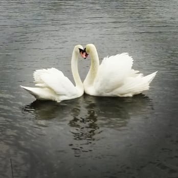 Richmond Park - Parks Near Me - Richmond, XGL Richmond Park - Parks Near Me - Richmond, XGL