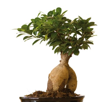 bonsai wasserfall Terrarium-Kuppel mit Bonsai und Wasserfall