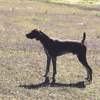 Raney Ranch Retrievers - Pet Training Near Me - Santa Ysabel, California