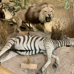 Bass Pro Shop - Africa Display
