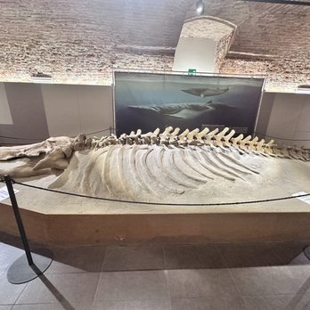 Museo Paleontologico - Museums Near Me - Asti, AT Museo Paleontologico - Museums Near Me - Asti, AT