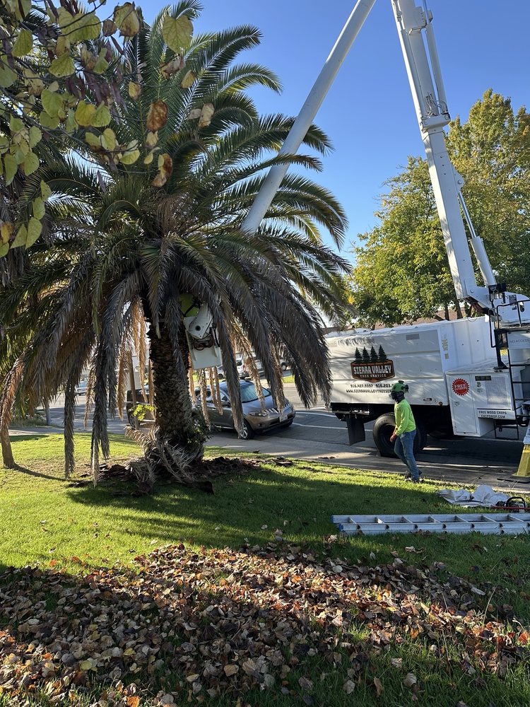 Sierra Valley Tree Service - tree service in Sacramento, CA