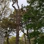 Photo of Mike Roma Tree Service